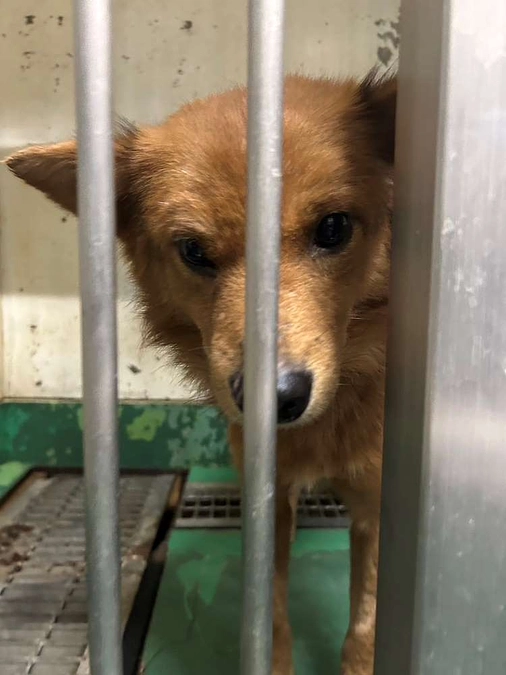 愛護センターから2頭を保護しました