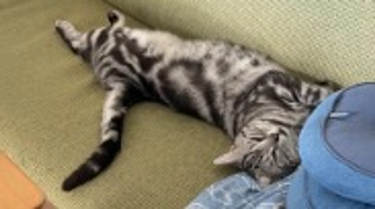 本日の銀時(経過観察12日目)