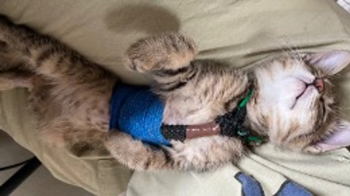 術後の最初の診察に行って来ました。