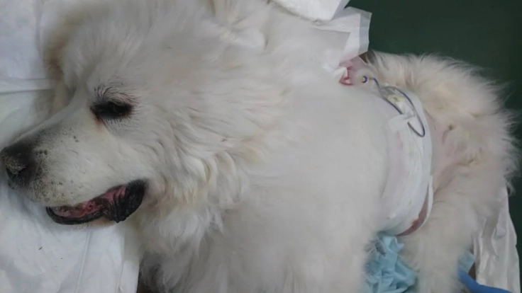 緊急です。愛犬の手術費用の支援をお願い致します。