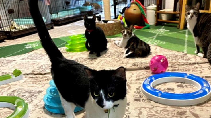 沖縄にいる猫と人をつなげる場所へ!古民家シェルターを作りたい