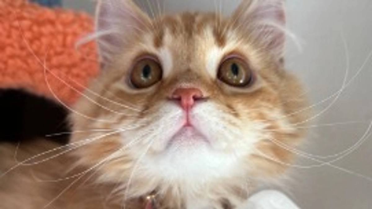 ありがとうございます