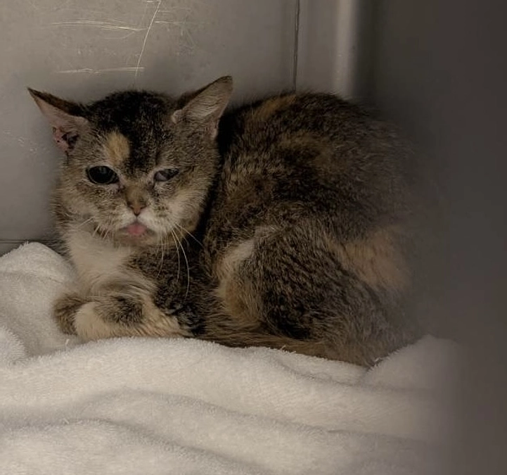 猫の救世主現る