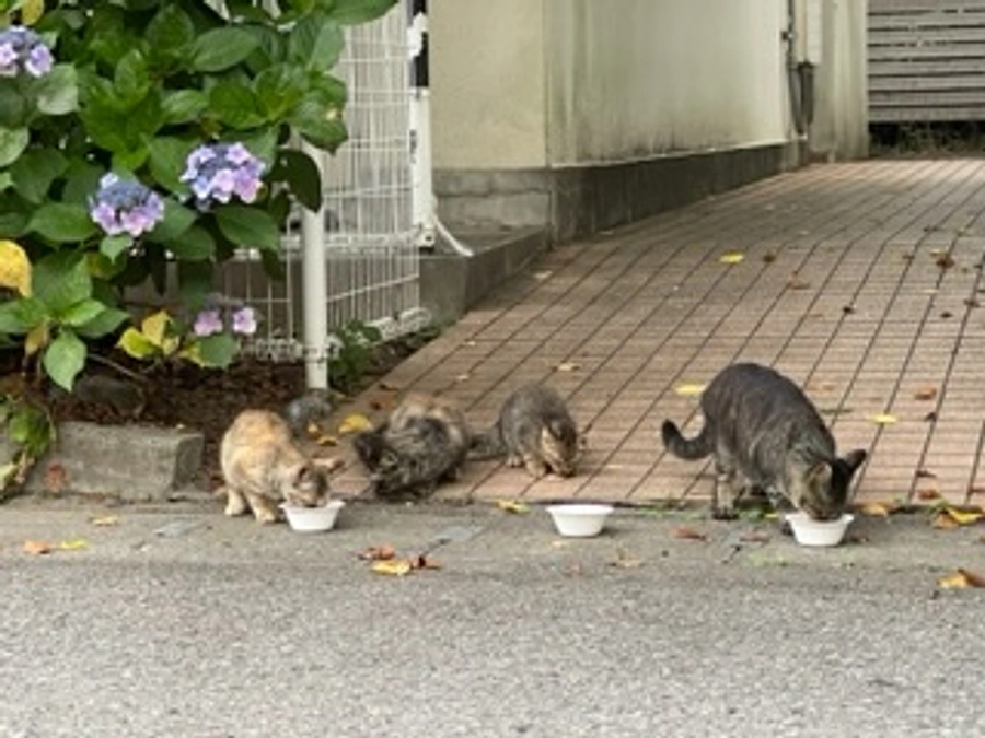 TNR現場の下見へ