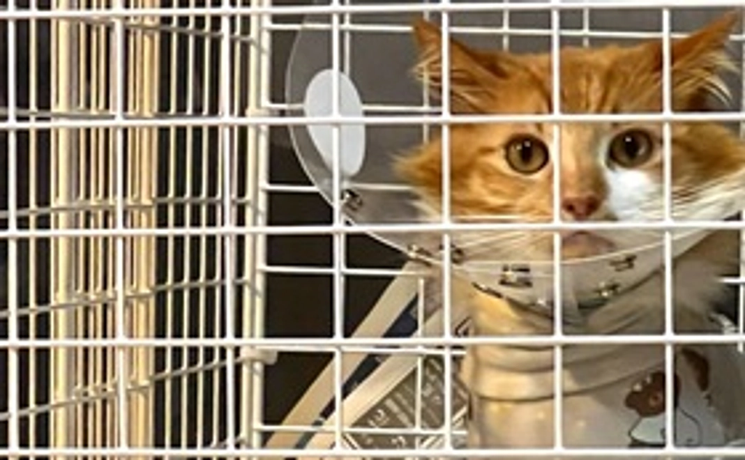 ひまわり応援コース２