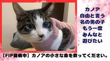 【FIP闘病中】カノアの小さな命を救ってください。 のトップ画像