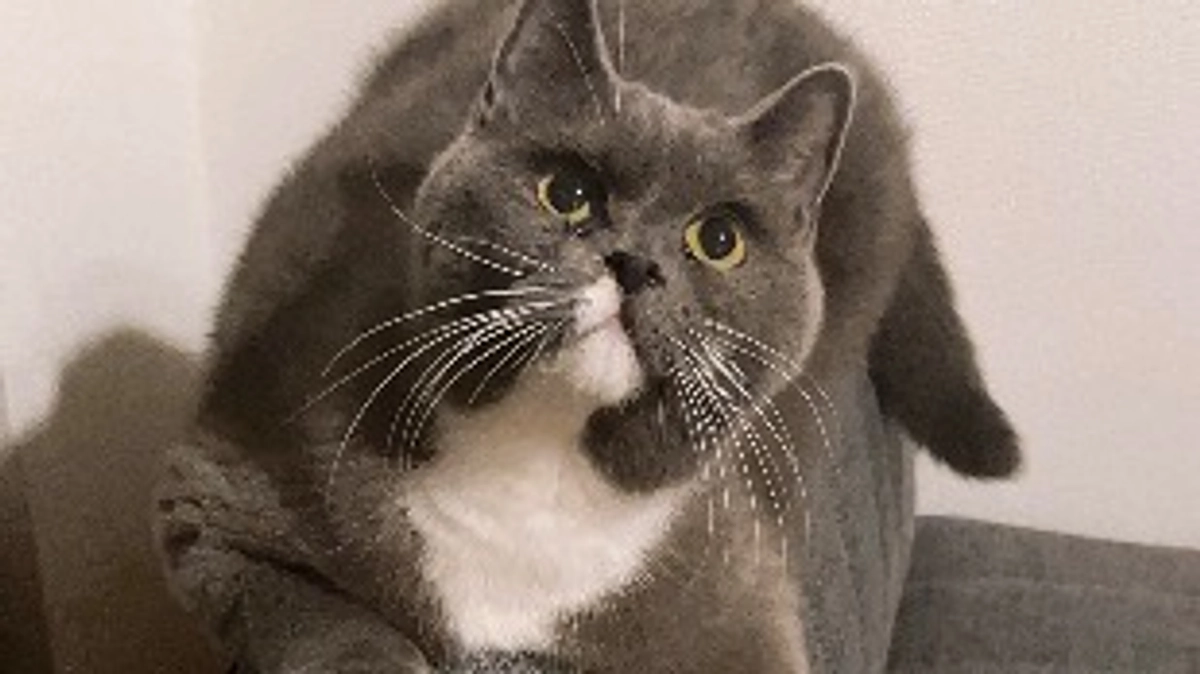 プロジェクト達成のお礼