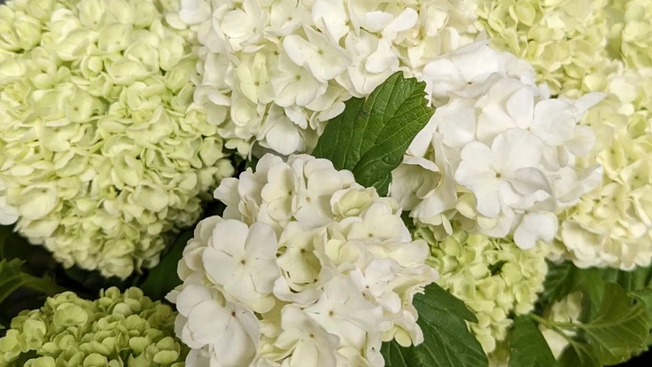 オーガニックスタイル