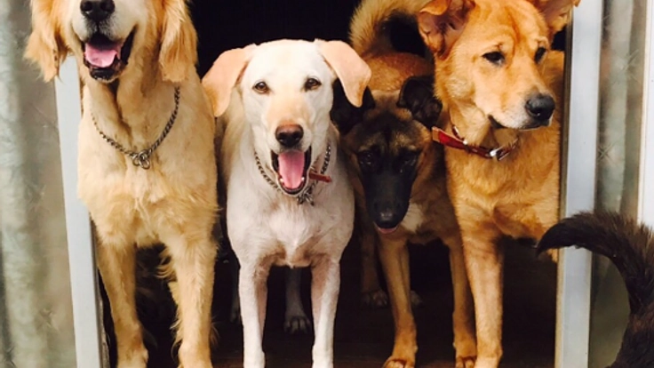 殺処分ワースト上位の茨城県。400坪の家に犬猫のシェルターを！