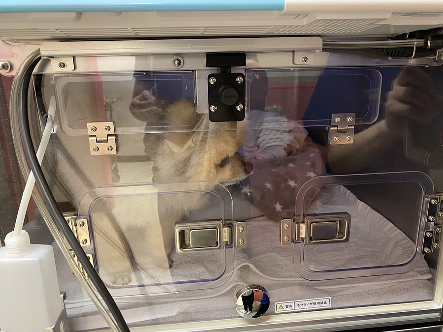 急遽入院しております