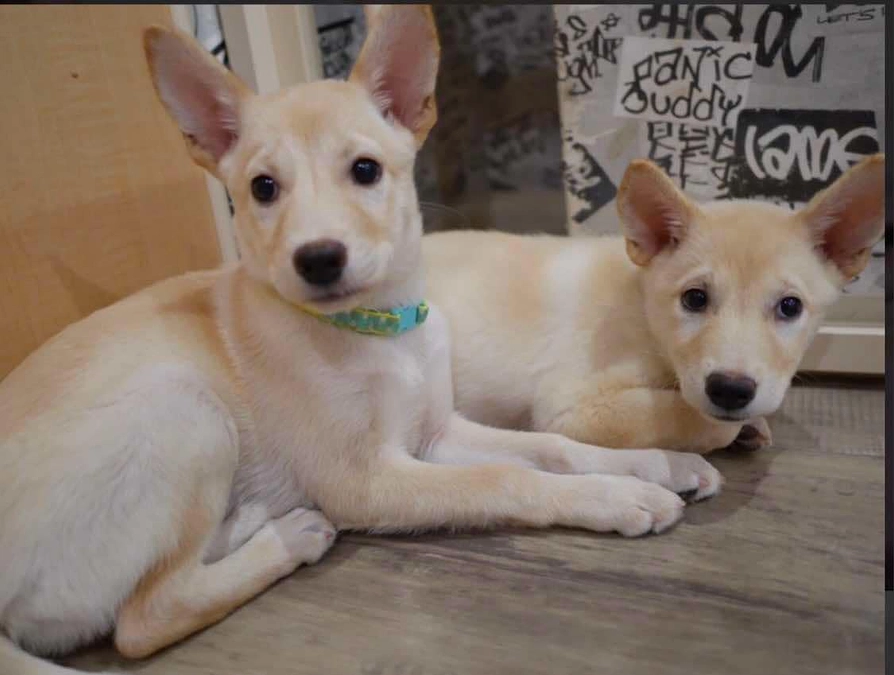 主人公のぽろたんとまろんです。（保護された当時の画像です）