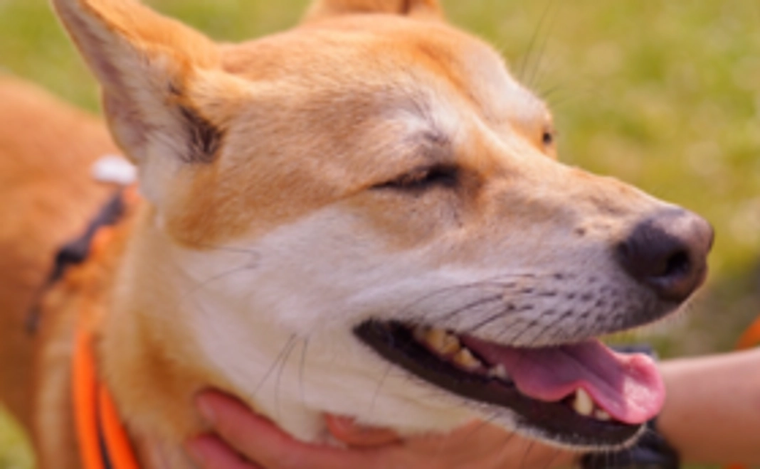 1,000円で応援コース