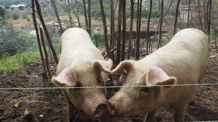 鈴木農園の焼失小屋を再建する応援プロジェクト