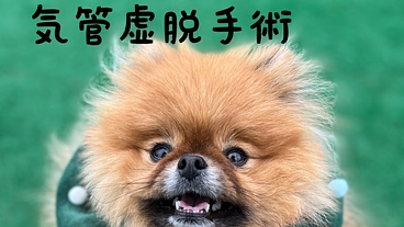 気管虚脱の手術・治療・入院費 のトップ画像