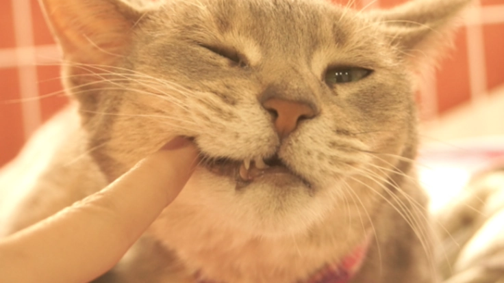 虐待猫や繁殖猫たちが家族と出会える保護猫カフェを兵庫に！