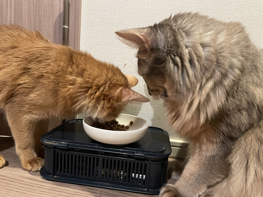 ★2023年11月24日：投薬66日目★