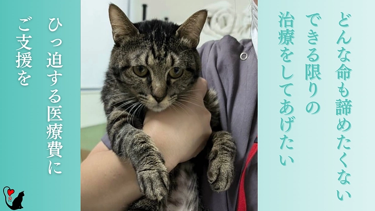 1匹でも多くの猫に幸せな暮らしを届ける医療費｜殺処分数0の愛媛へ！