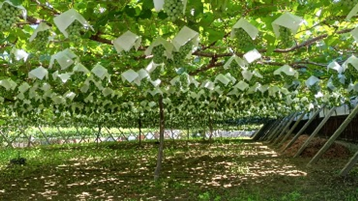 シン・山梨大学ワイン用マスカット・ベーリーA 