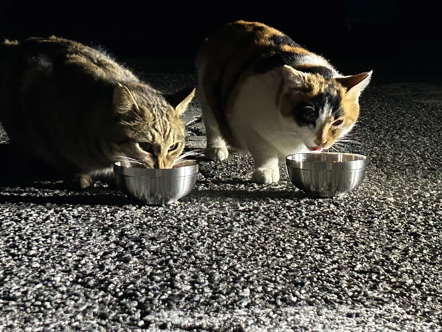 仲良しな2匹のさくら猫