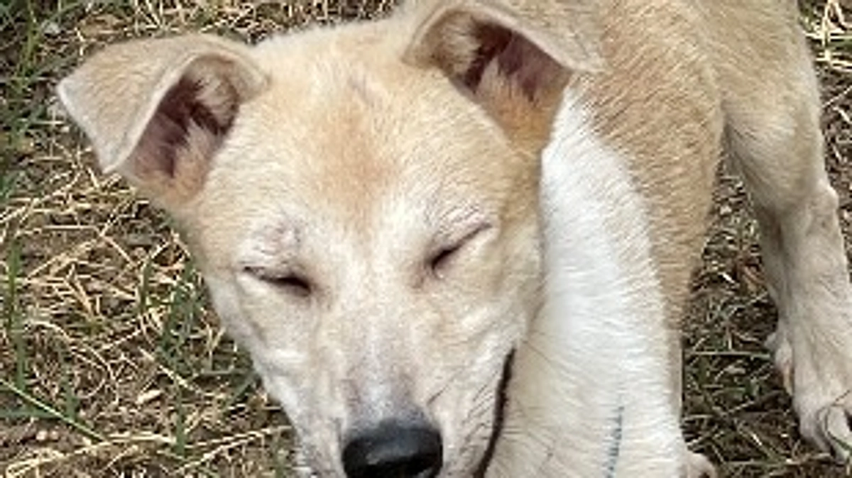 遊びを知らない｡