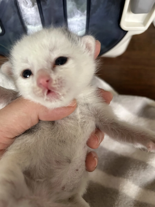 解体現場からの緊急保護！