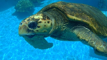 『うみがめの森』を再生！700年の鎮守の森とウミガメを未来に！ のトップ画像