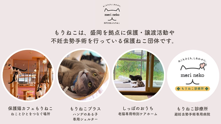 もりねこRe:スタート! 保護ねこ活動の継続と新たなチャレンジへ 2枚目