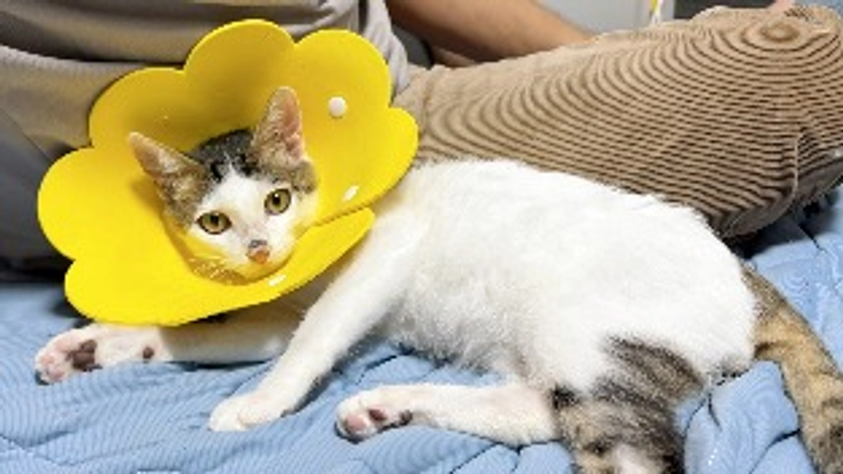 ごまさんのその後⑦