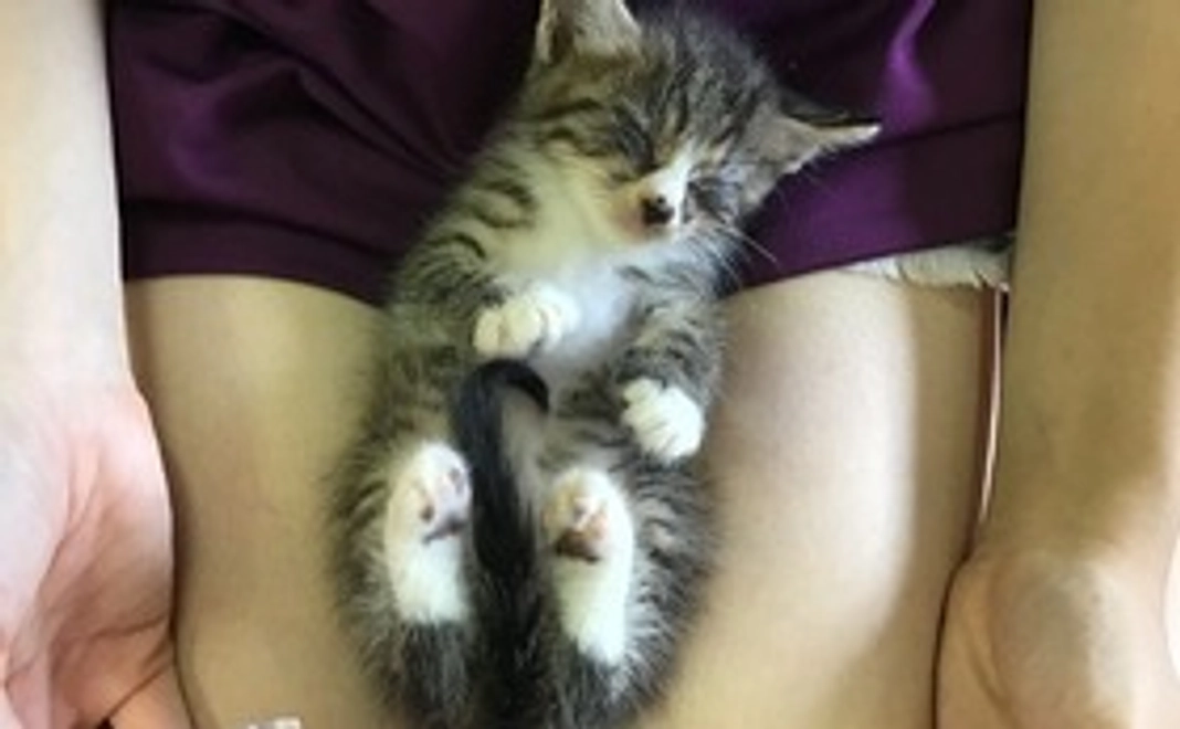 100匹の居場所 応援コース：1万円