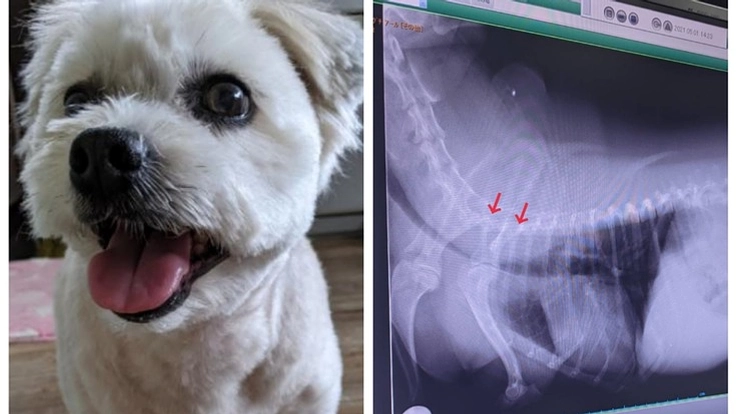 気管虚脱/R君の手術代.治療費ご支援お力添えお願いいたします