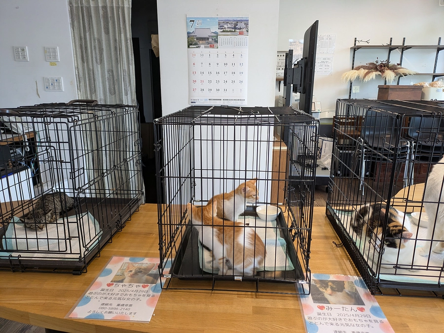 譲渡会をいたしました! 