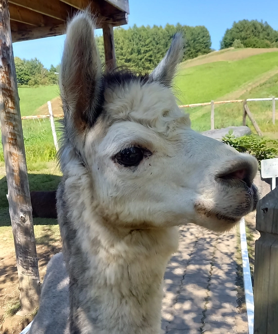 【剣淵生まれのアルパカ紹介】＃1　パルさん
