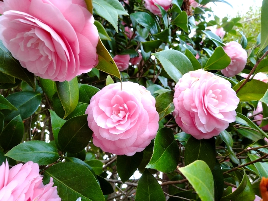 【代理ご支援受付開始】3日目に30％突破しました！