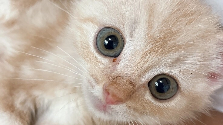 【FIP末期】余命宣告　生後５ヶ月のここを助けたい！