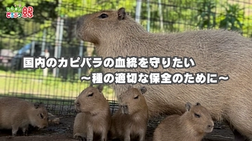日本のカピバラの血統と未来を守りたい｜袖ヶ浦ふれあいどうぶつ縁 のトップ画像