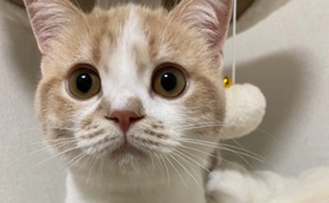 もちまる救助隊の方(リターン不要)