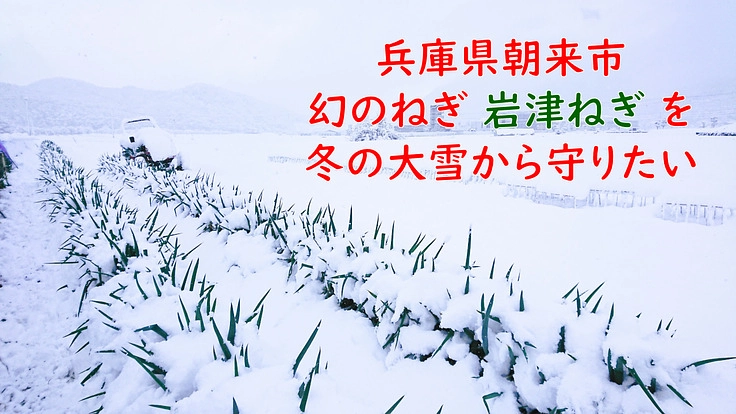 兵庫県朝来市の伝統野菜 まぼろしのねぎ「岩津ねぎ」を雪から守りたい