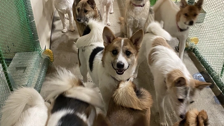 夜に聞こえる犬猫のSOSに応えたい。明日へ命を繋ぐ夜間診療所開設へ 7枚目