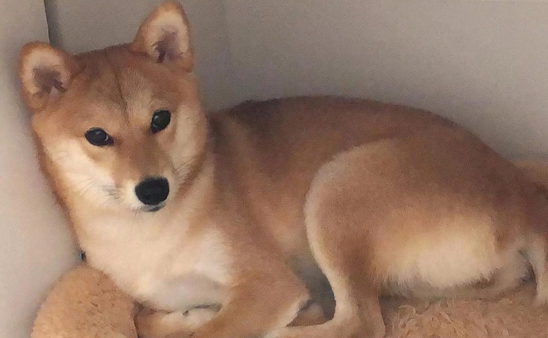 そらからご返礼2