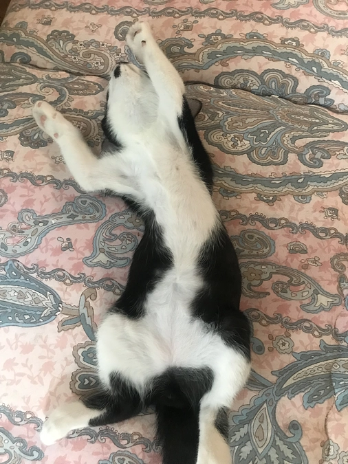 残り4日となりました。にゃんバテ  追記あり