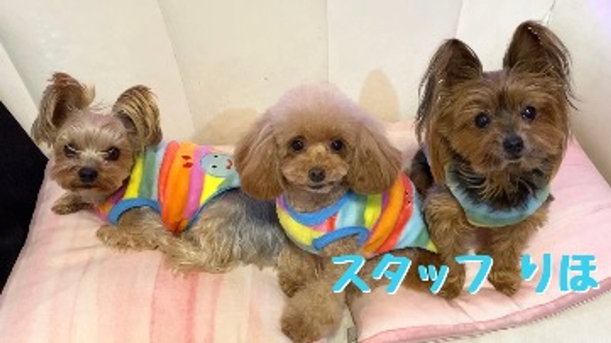 【残り1日】プロジェクトへの想い｜スタッフりほ