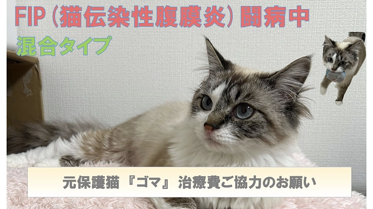 【難病FIP混合タイプ治療中】元保護猫『ゴマ』治療費ご支援のお願い