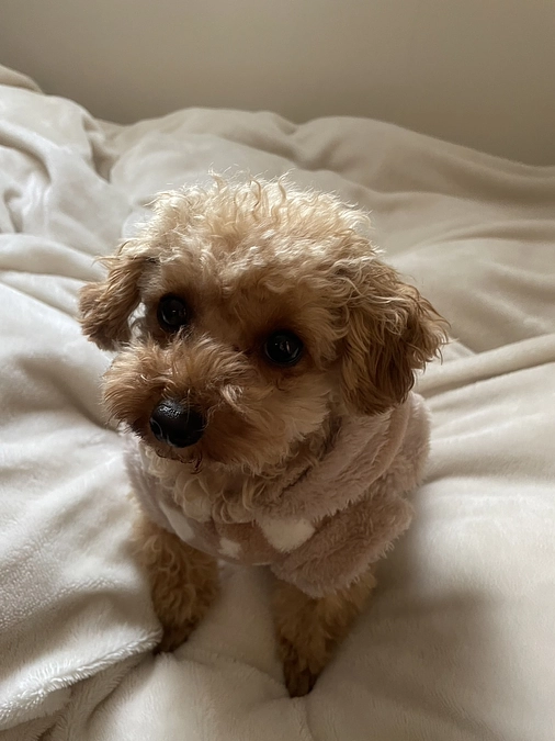 残り３３日です。