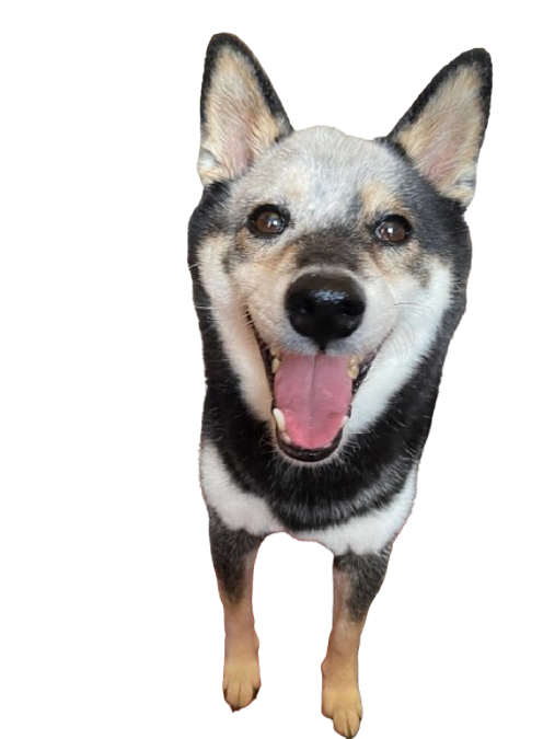 ２度目の放射線治療期間の終了