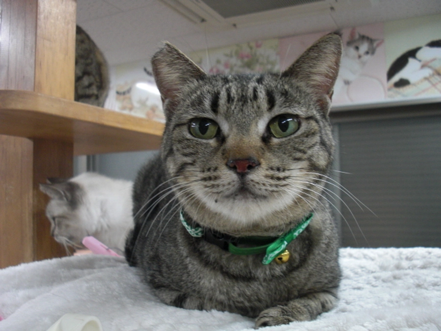 身体に異変を感じた10月。会の存続のために私ができること。