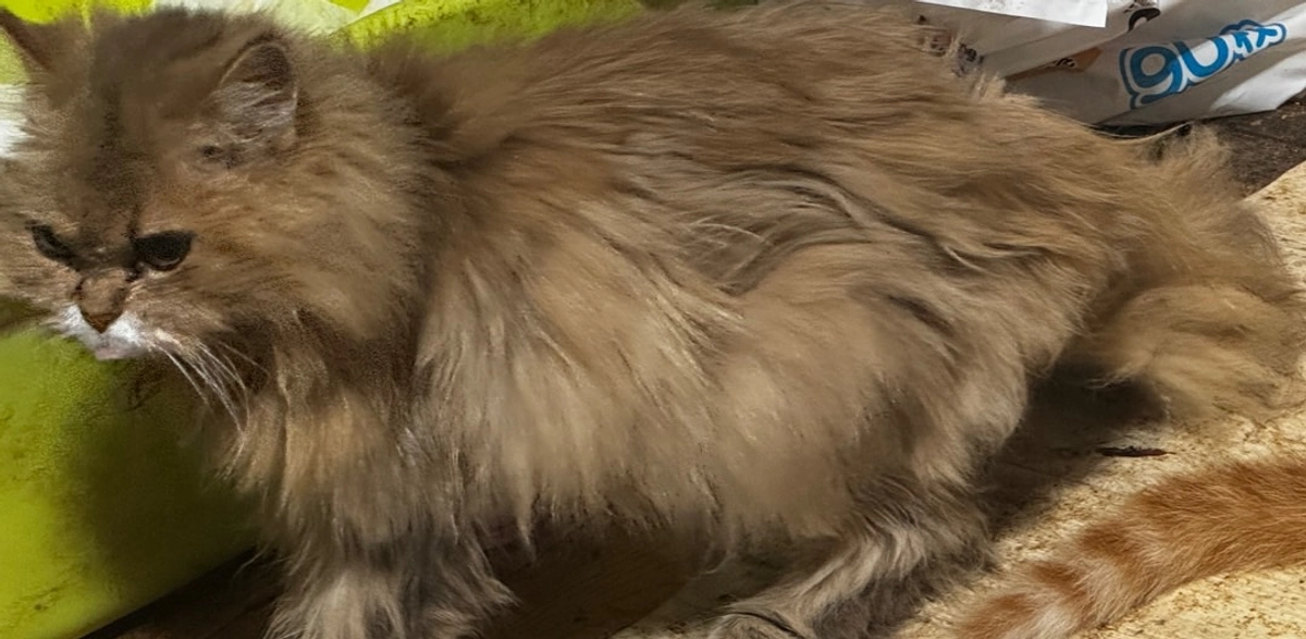 64％達成！あと7日です。