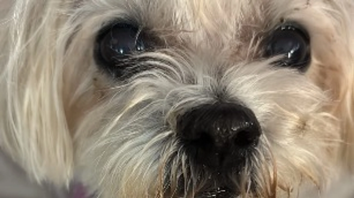 🚨クラファン残り6日🚨マリに生きるチャンスをください🆘