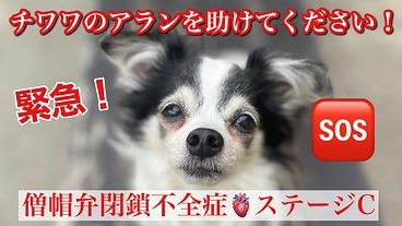 心臓病(僧帽弁不全症)の愛犬アランを助けたい！ のトップ画像