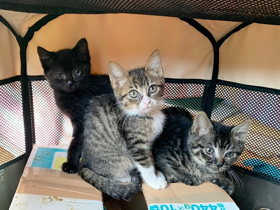 【75%達成】毎月届く里親様便りに感謝❣️