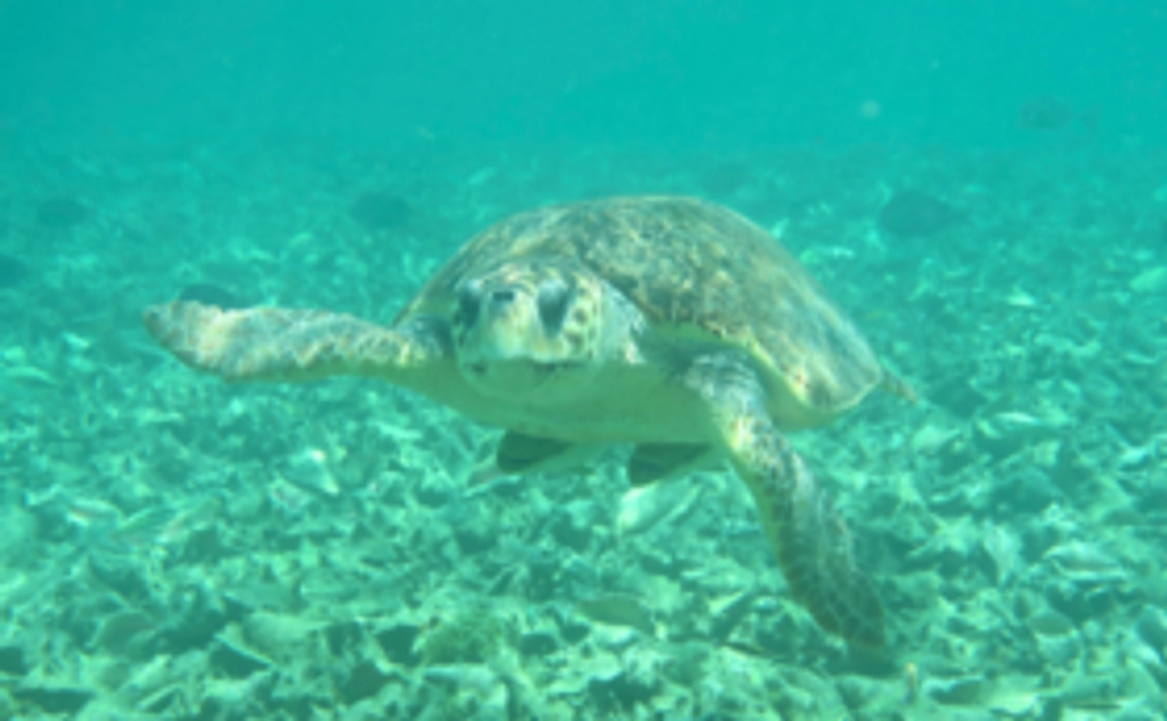 応援&「ポストカード3枚」プラン